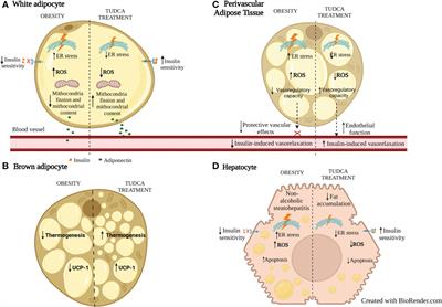 Insights by which TUDCA is a potential therapy against adiposity